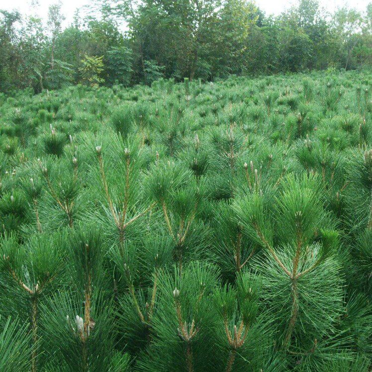园林绿化苗木庭院植物花卉黑松树苗黑松苗盆景苗日本黑松四季常青