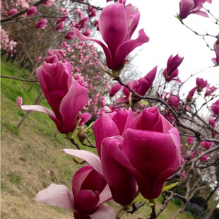 庭院绿化苗木玉兰花树苗红黄白紫玉兰树苗广玉兰花苗南北方种植