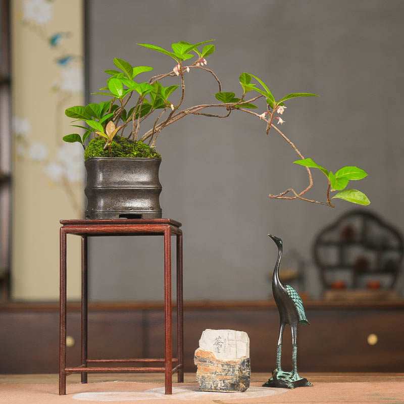 孤品进口紫金牛临水悬崖飘枝造型盆景观花观果高端意境产地直销,鲜花速递/花卉仿真/绿植园艺,造型盆景,淘宝优惠券,粉丝福利购,淘宝优惠卷