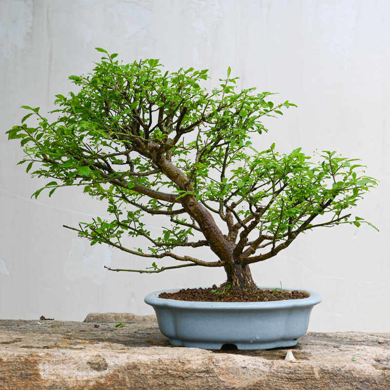 孤品鬼剑羽卫矛真弓盆景日本进口老桩斜杆造型树桩庭院别墅摆放,鲜花速递/花卉仿真/绿植园艺,造型盆景,淘宝优惠券,粉丝福利购,淘宝优惠卷