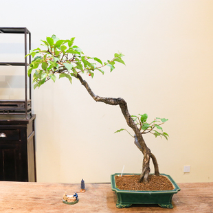 孤品小叶胡秃子开花结果好养观花观果造型老桩盆景基地直销中式