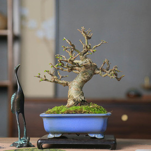 孤品小叶榔榆矮霸老桩盆景观叶家居摆件盆栽室内观赏植物好养易活