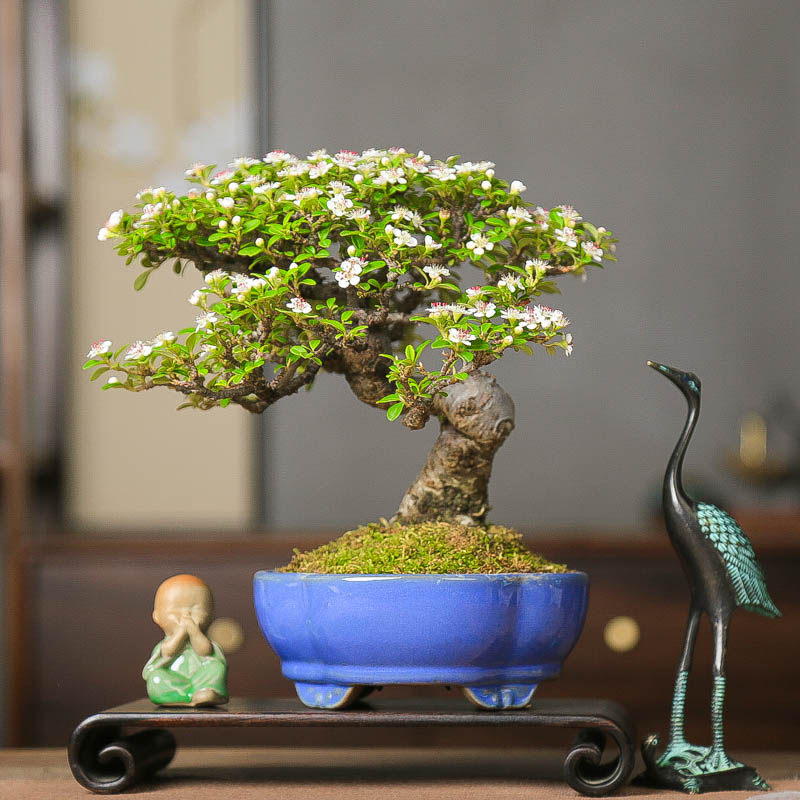 孤品进口白紫檀荀子造型年功老桩盆景白花红果送礼佳品,鲜花速递/花卉仿真/绿植园艺,造型盆景,淘宝优惠券,粉丝福利购,淘宝优惠卷