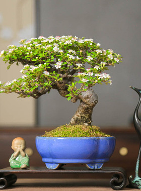 孤品进口白紫檀荀子造型年功老桩盆景白花红果送礼佳品