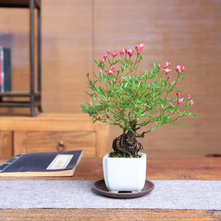 日本姬玫瑰姬月季 须惠姬茶桌迷你提根造型盆景室内微型盆栽小老桩