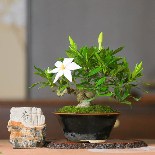 日本达摩栀子花老桩造型盆景