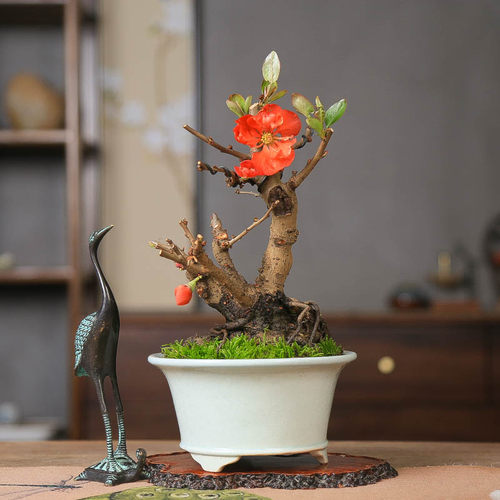 孤品进口长寿乐海棠红花稀有微型