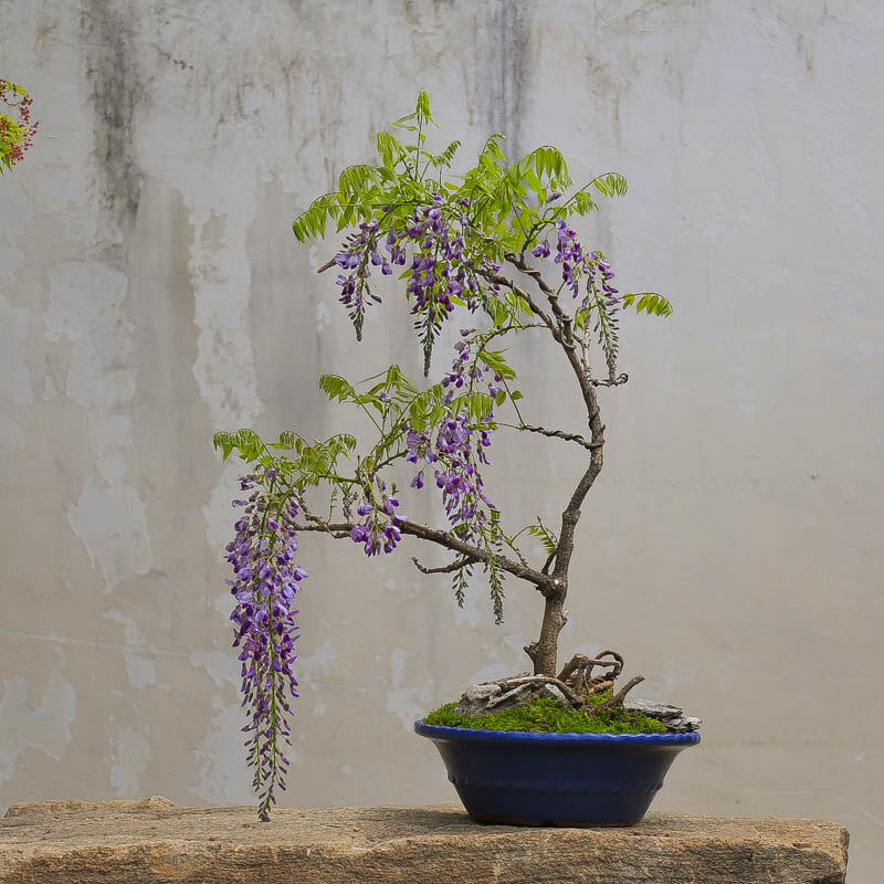 孤品进口紫藤花黑龙爬藤植物附石