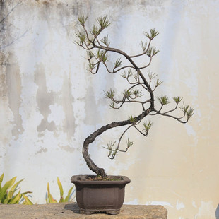 孤品黄山松造型盆景老桩庭院阳台美观根系好苍老姿态优雅绿植文雅