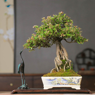 精品提根串果荀子开花结果红叶老桩盆景造型植物好养绿植禅意摆件