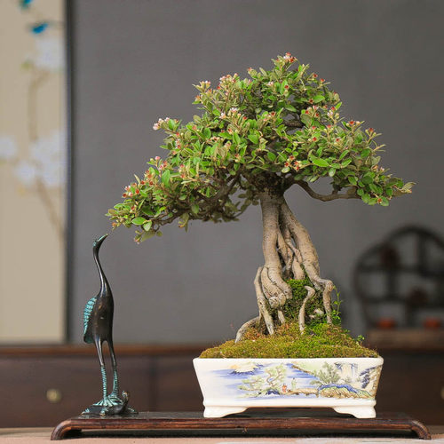 提根串果荀子开花结果小红叶