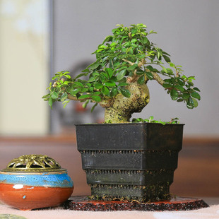 矮霸对节白蜡掌中宝造型老桩原盆美观精品匠心盆景好养桌面摆件