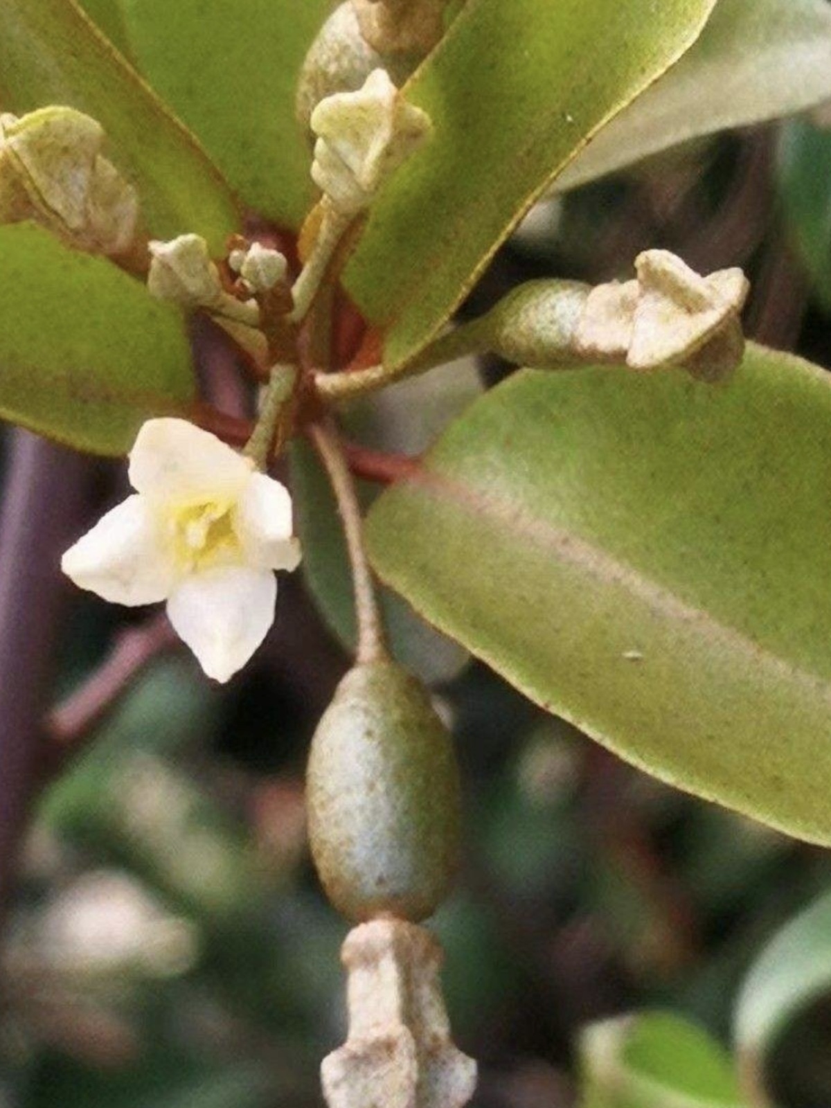 品大别观山胡子盆景羊奶果种可食用秃果小老桩木半夏