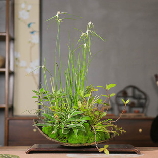 孤品白鹭草姬玉簪高山雅菊组合盆景高端雅致茶室观赏鞍马石片盆器