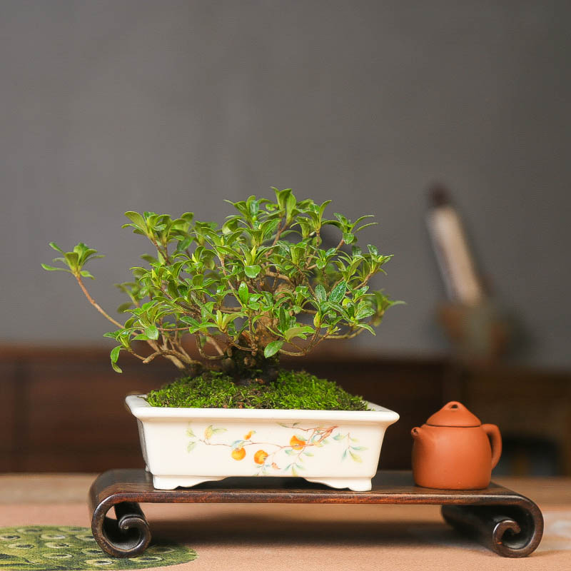孤品皋月杜鹃花缀带花苞开花盆景