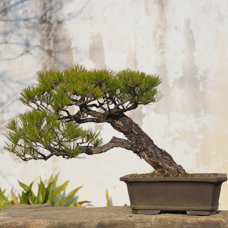 孤品老桩临水爆皮黄山松树干粗壮造型优美苍劲有力阳台茶室摆件,鲜花速递/花卉仿真/绿植园艺,造型盆景,淘宝优惠券,粉丝福利购,淘宝优惠卷