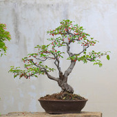 孤品小叶胡秃子开花结果观叶老桩盆景造型植物室内高端好养观赏