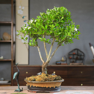 孤品山里红满树开花白花高端春意盎然造型盆景老桩基地直销原生