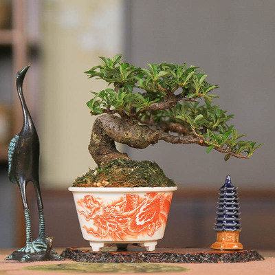 进口白紫檀荀子开花挂果临水盆景