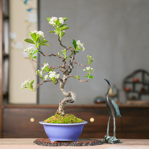 精品镰柄花朵繁茂挂果丰富美观