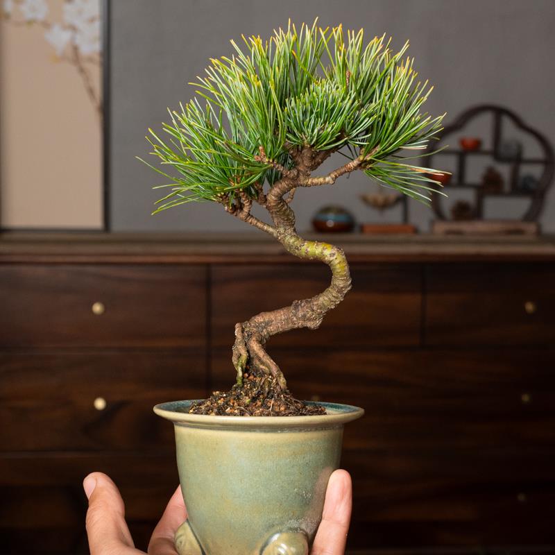 宫岛五针松造型盆景一物一拍小品盆景日系盆栽五叶松茶桌室内摆放