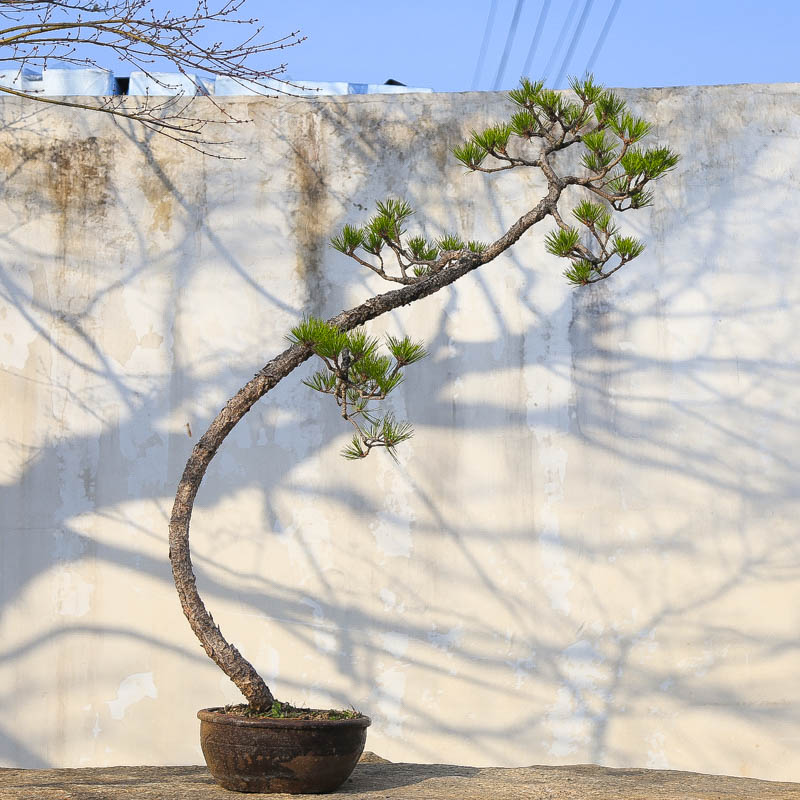 孤品黄山松造型爆皮盆景老桩庭院