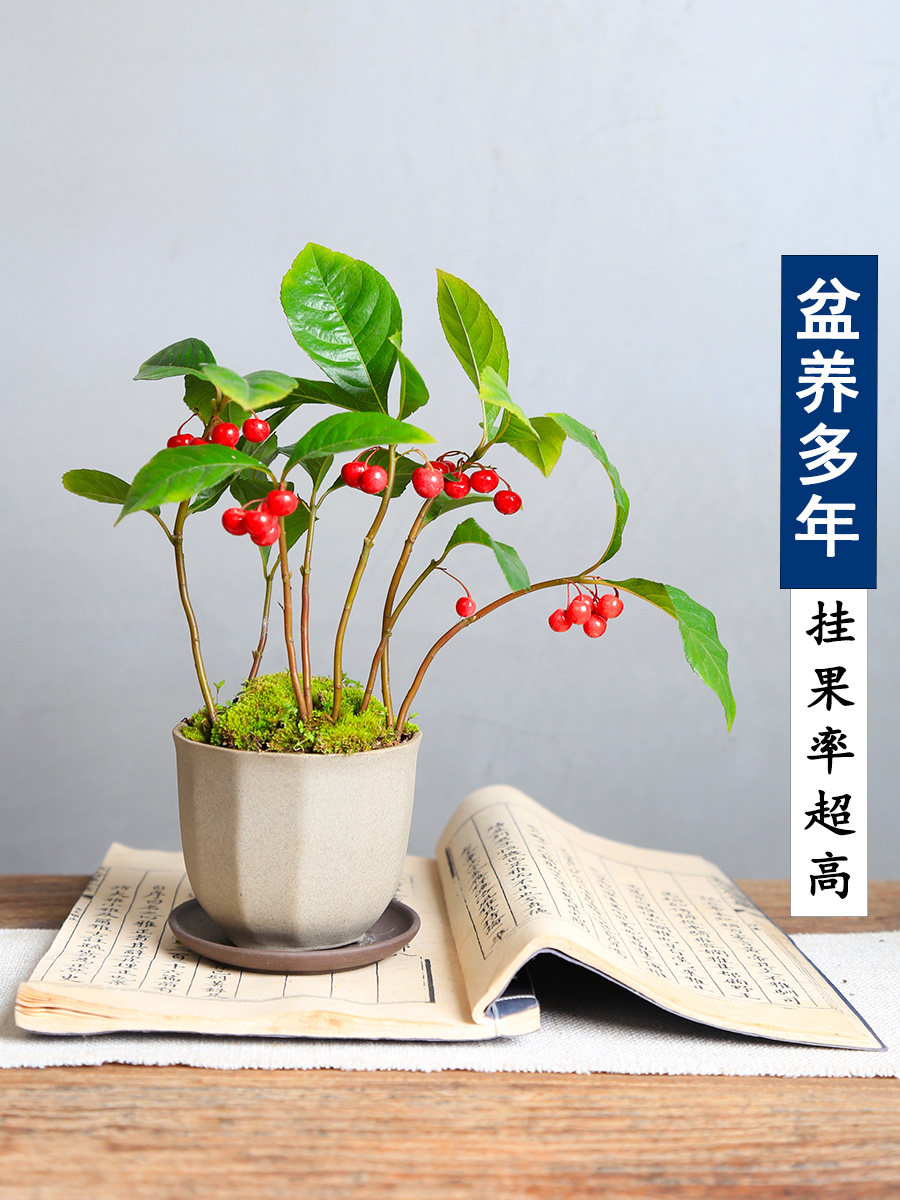 山野草紫金牛盆景矮地茶平地木红果药材盆栽茶台桌面植物四季常青