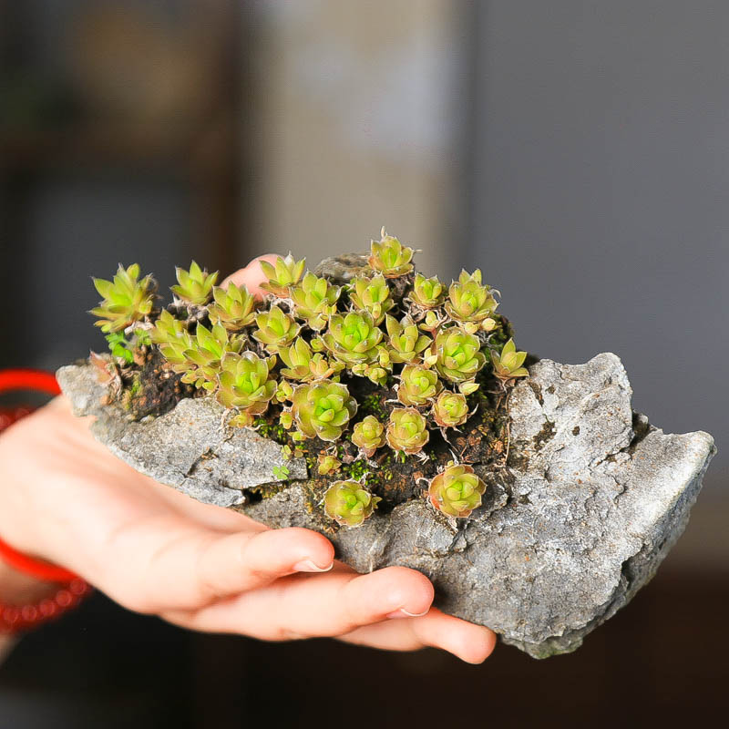 孤品瓦松青龙石意境爆盆小品盆景