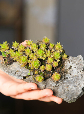 孤品瓦松小品盆景青龙石意境爆盆造景好养矮小掌中宝室内外绿植