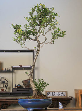 孤品大别山白花红果小叶山里红