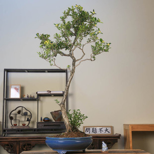 孤品大别山白花红果小叶山里红盆景阳台庭院摆件老桩果实可食用