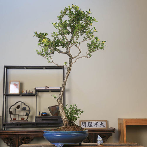 孤品大别山白花红果小叶山里红