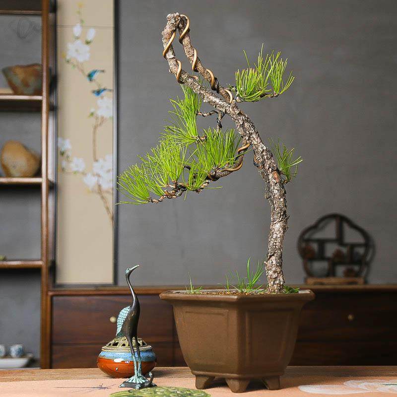 孤品黄山松庭院阳台美观直销观赏老桩苍老爆皮山采自然老树好养,鲜花速递/花卉仿真/绿植园艺,造型盆景,淘宝优惠券,粉丝福利购,淘宝优惠卷