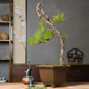 孤品黄山松庭院阳台美观直销观赏老桩苍老爆皮山采自然老树好养