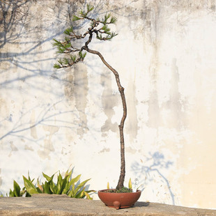 孤品三河黑松盆景室内阳台造型老桩四季常青耐寒植物好养产地直销