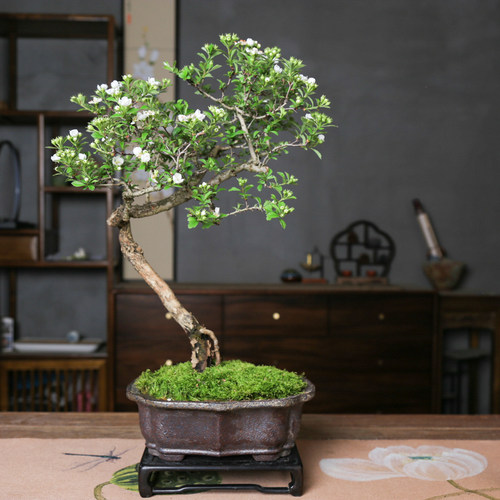 孤品山里红大别山野山楂山采造型老桩开花挂果秋季赏红叶好养