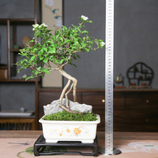 孤品山里红造型盆景大别山野山楂白花红果秋季红叶老桩好养