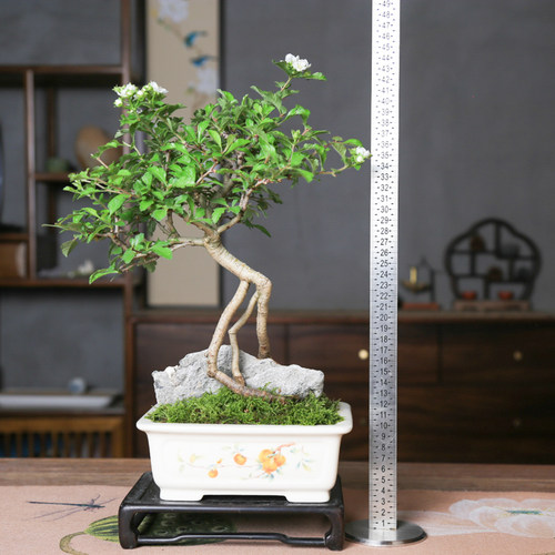 孤品山里红造型盆景大别山野山楂白花红果秋季红叶老桩好养