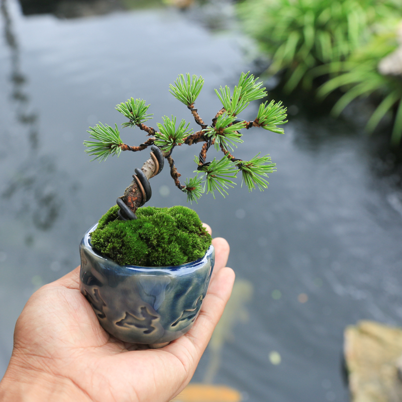 五针松小盆景微型盆栽造型老桩迷你桌面室内观叶绿植耐寒耐旱松树-封面