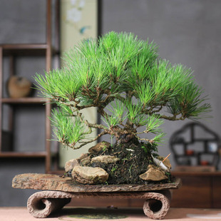 孤品老桩造型四季常青黄山松盆景好养活植物松针翠绿茶桌阳台中式