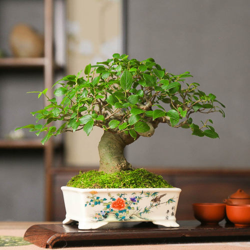 孤品小叶朴树开花结果适应力强