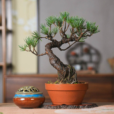 禅意宫岛五针松微盆景实物原生