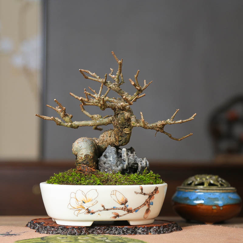 孤品小叶榔榆附石小品骨架好老桩