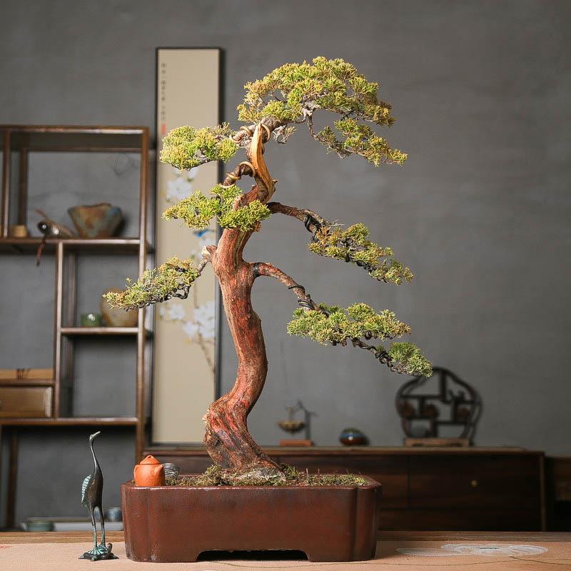 孤品原生老桩系鱼川真柏造型盆景