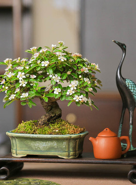 微型盆景植物荀子一物一拍造型提根盆栽观花观果米叶室内阳台好养