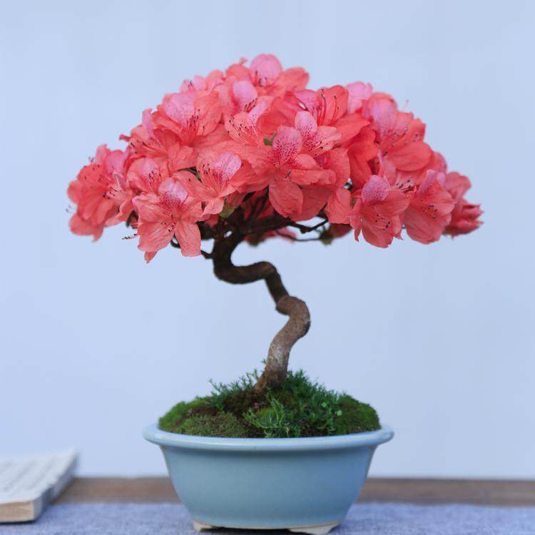 大别山映山红造型盆景杜鹃花盆栽花卉绿植盆栽观花阳台老桩子熟桩,鲜花速递/花卉仿真/绿植园艺,绿植,淘宝优惠券,粉丝福利购,淘宝优惠卷