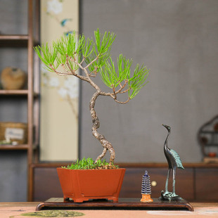 孤品原生黄山松曲干苍老爆皮盆景高干文人式基地直销四季常青阳台