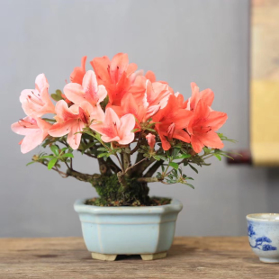 皋月杜鹃花精品茶台植物开花微型盆景小盆栽高端日本进口品种