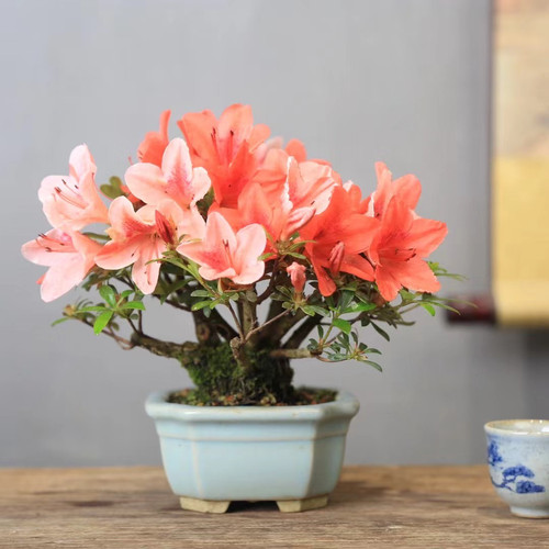 皋月杜鹃复色花盆景盆栽一物一拍