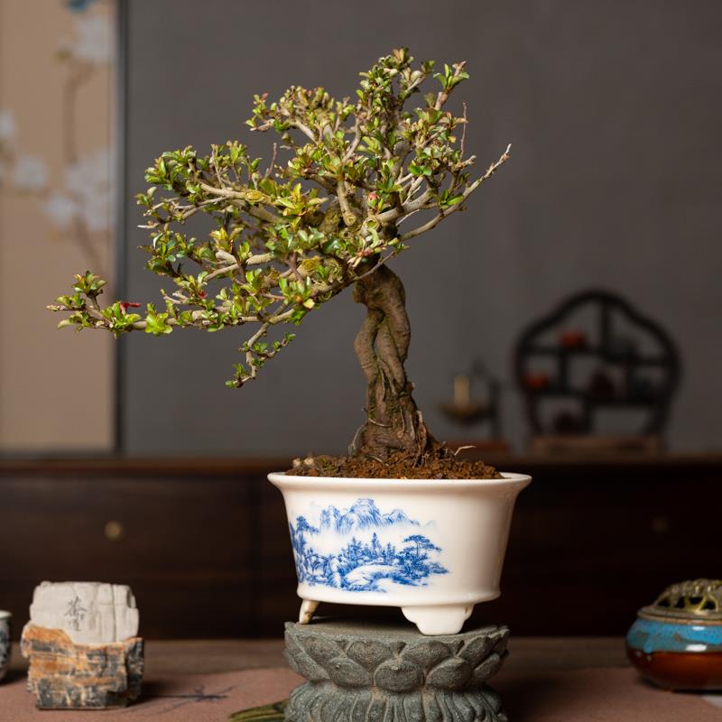 孤品红花一号长寿梅年功老桩中式盆景茶室书房摆放造景海棠植物